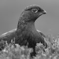 4155_Red Grouse Male_David Jones