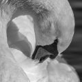 7780_Mute Swan Portrait_David Jones