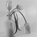 Agnes Clark_Drooping Tulips