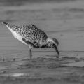David Jones_Black-bellied Plover