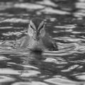 David Jones_Mallard Duckling