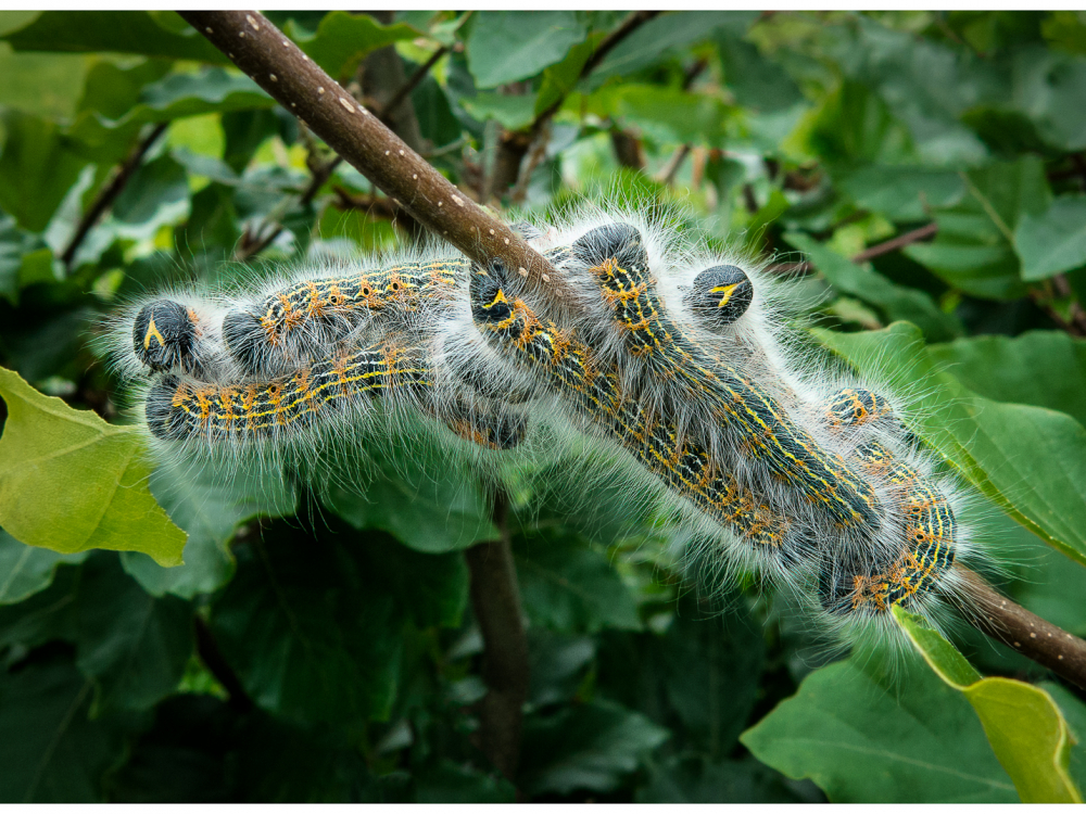 Jim Falconer_Buff-tip Moth Caterpillars